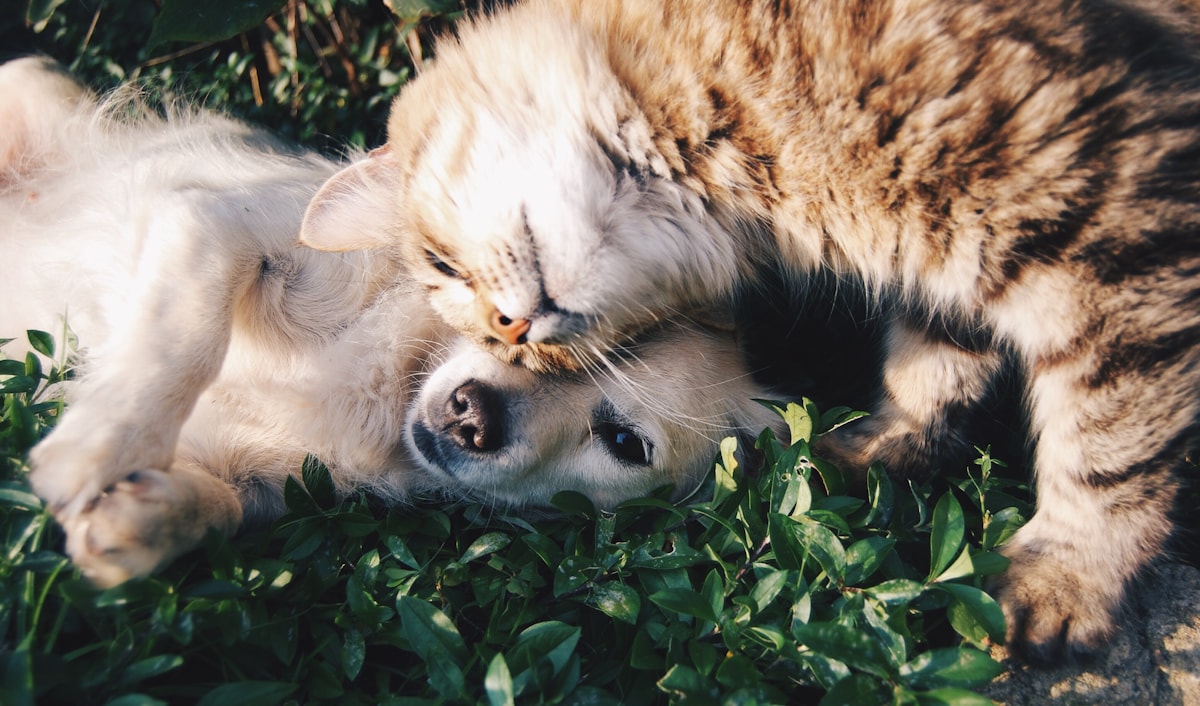 Hund und Katze – Reiki für Tiere